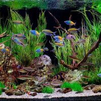 idea of ​​unusual decoration of a home aquarium picture