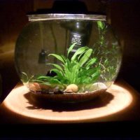 the idea of ​​a beautiful aquarium design photo