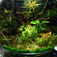 variant of bright design of a home aquarium picture