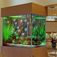 the idea of ​​bright decoration aquarium picture