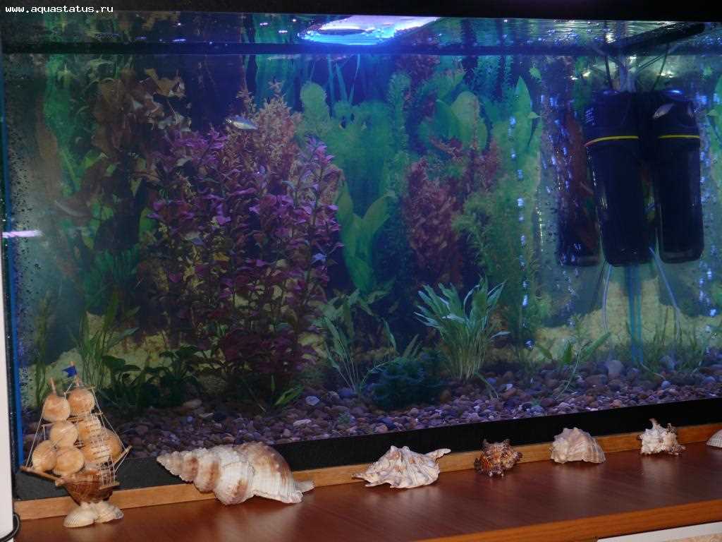 variant of beautiful decoration of a home aquarium