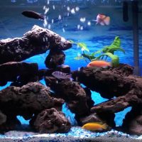 idea of ​​bright decoration of the aquarium picture