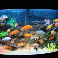 variant of a beautiful decoration of a home aquarium photo