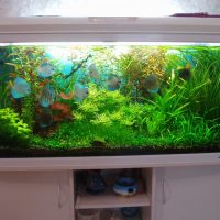 variant of beautiful decoration of the home aquarium picture