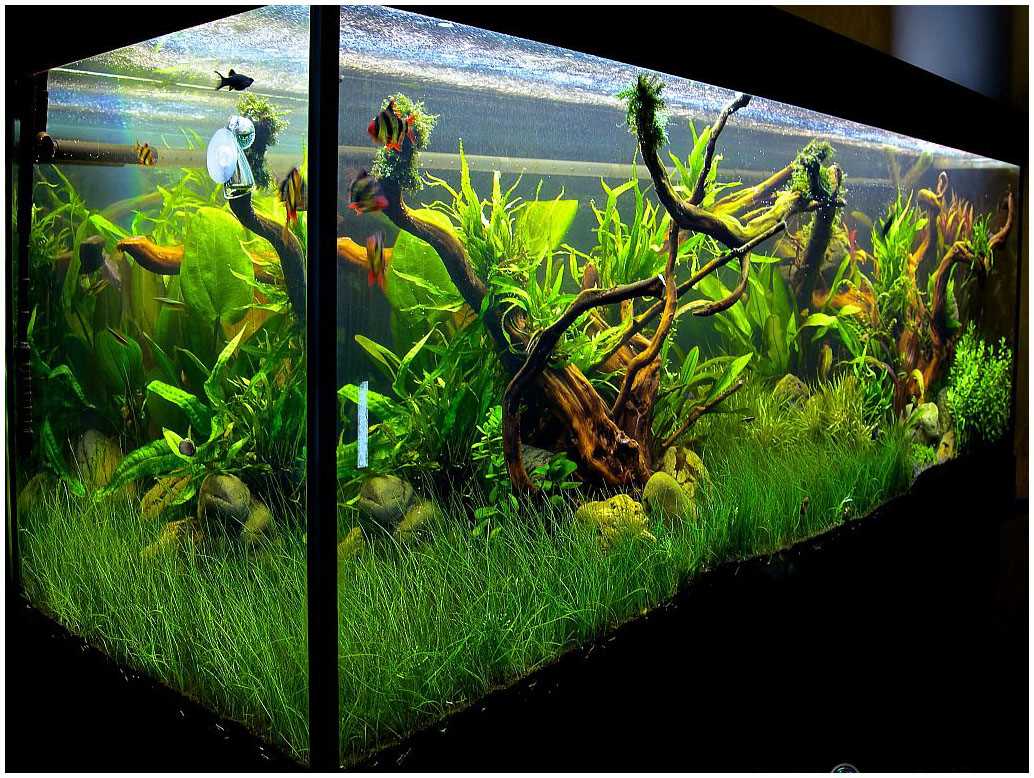 variant of unusual aquarium decoration