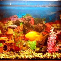 variant of a beautiful decoration of the aquarium photo