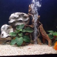 variant of unusual decoration of a home aquarium picture