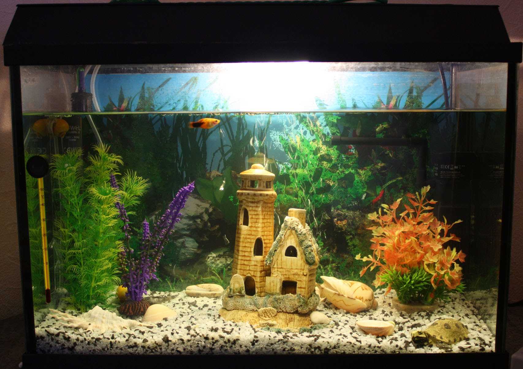 variant of unusual decoration of a home aquarium