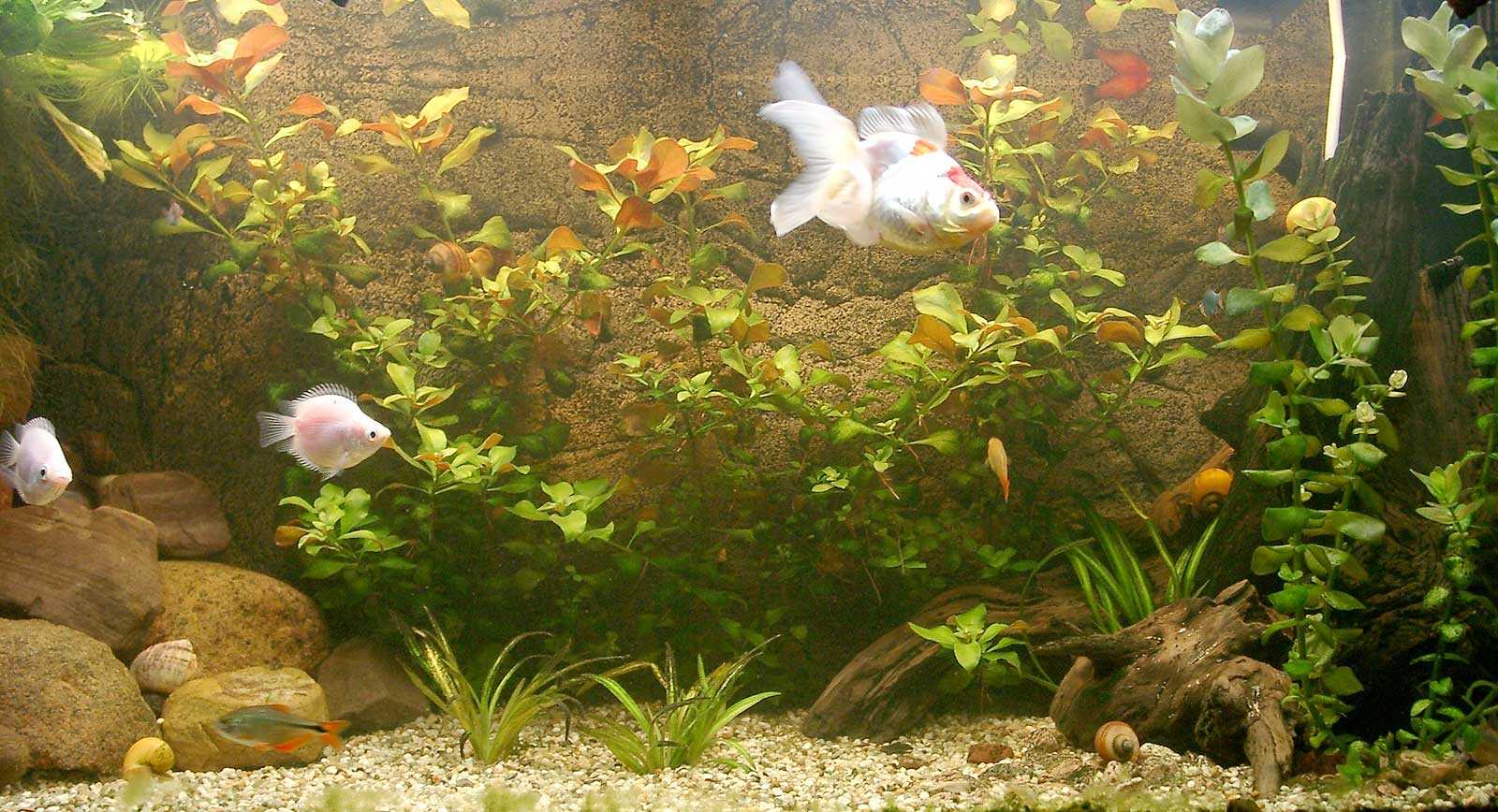 the idea of ​​bright design of a home aquarium