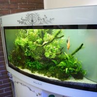 the idea of ​​the original design of a home aquarium picture