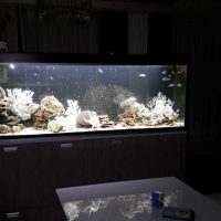 option bright decoration aquarium photo