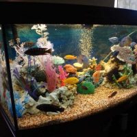 version of the original design of a home aquarium photo