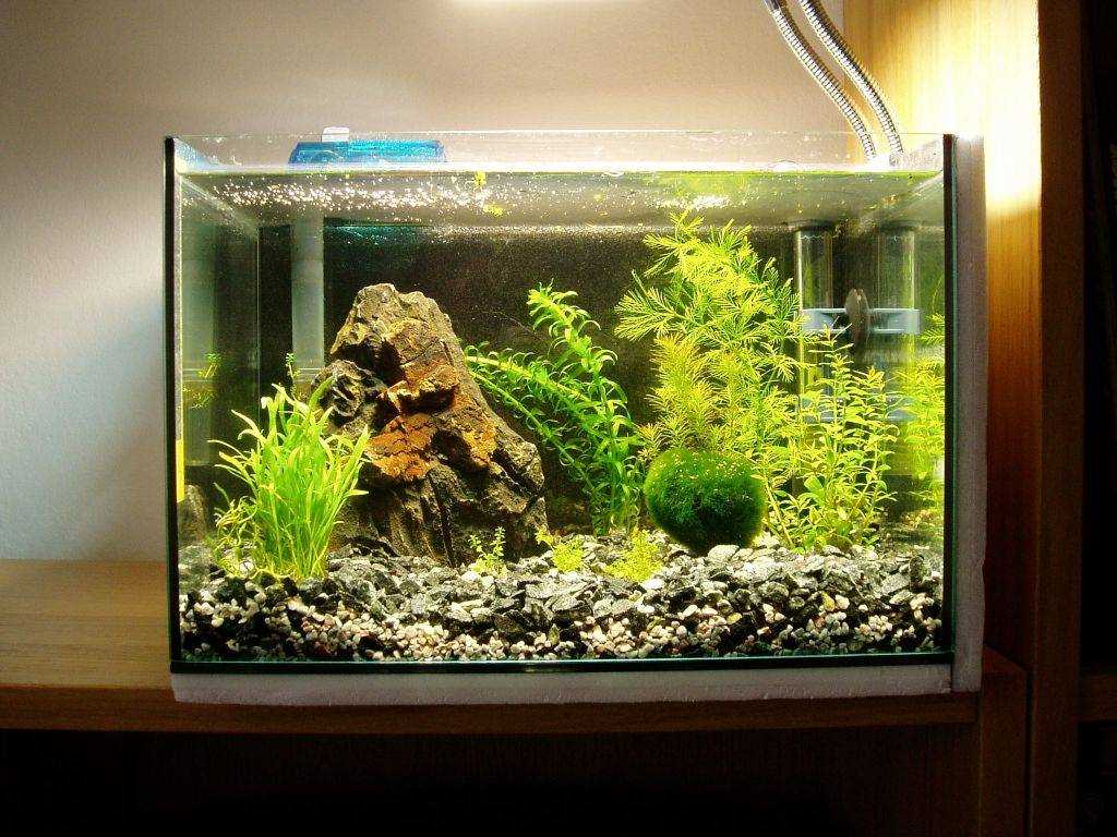 option for a beautiful aquarium design