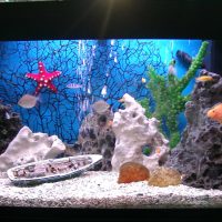 option bright decoration aquarium picture