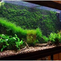 variant of unusual decoration of a home aquarium picture