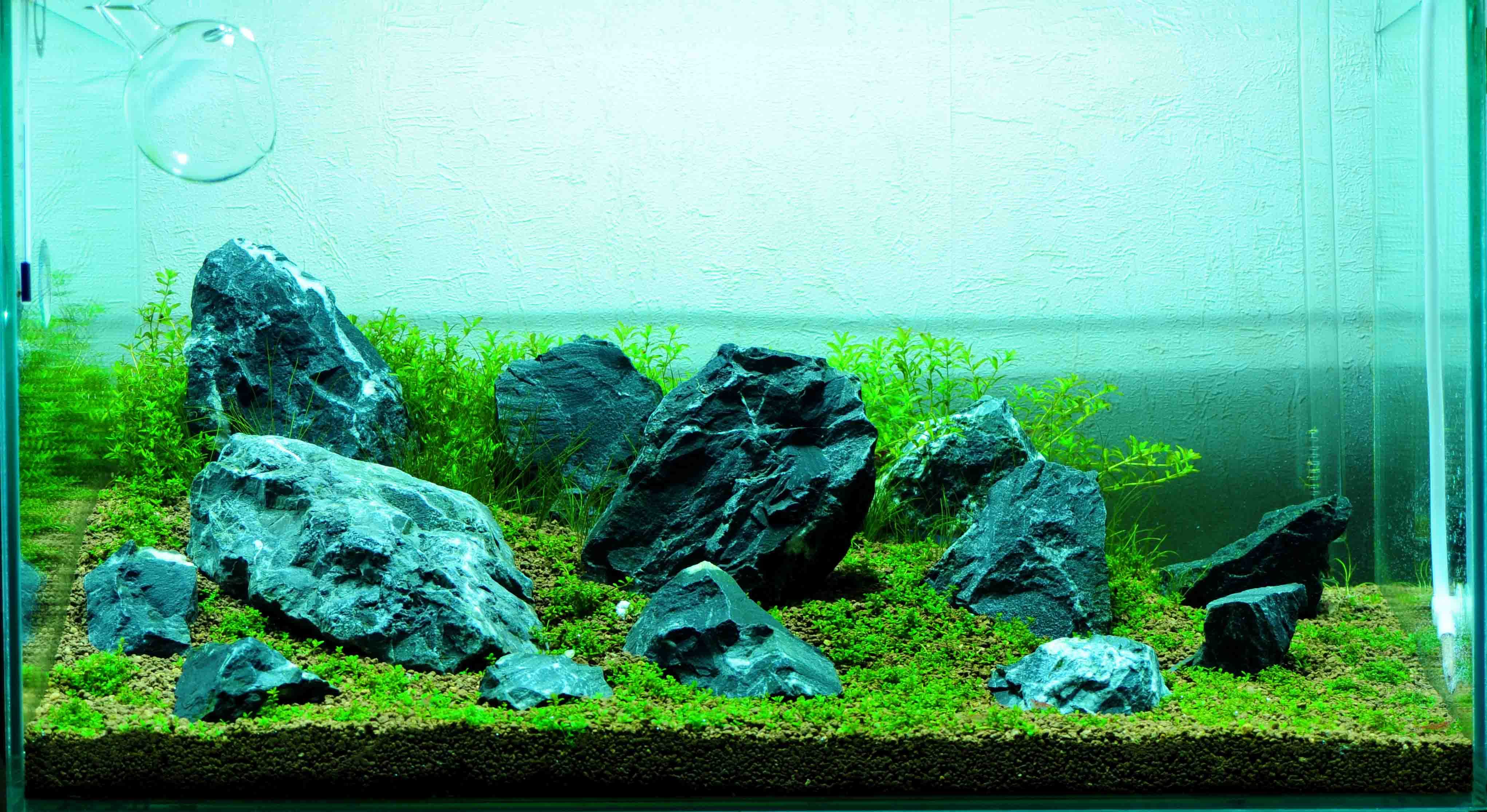 variant of unusual decoration of a home aquarium