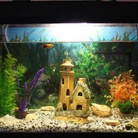 variant of bright decoration of a home aquarium picture