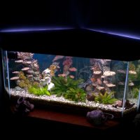 the idea of ​​a beautiful aquarium design picture