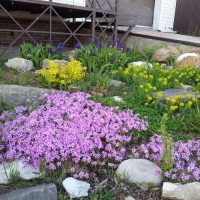 the option of using beautiful plants in the landscape design of the cottage picture