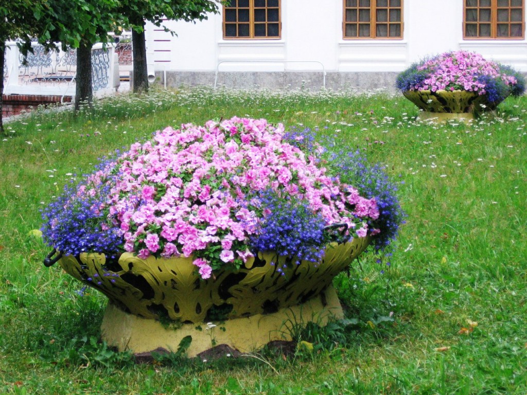 an example of the use of unusual plants in the landscape design of a house