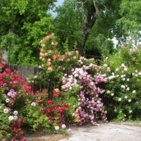 the idea of ​​a bright decor of the front garden at the cottage photo