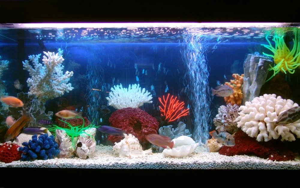 aquarium with shells