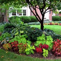 An example of a light design of a front garden in the country photo