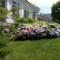 version of the bright decor of the front garden in a private courtyard picture