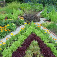 garden with beds in the country