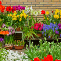 garden plot 4 hundred parts potted garden