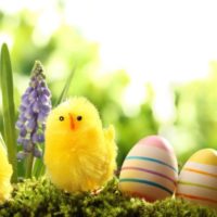 Telur easter do-it-yourself dan ayam kuning