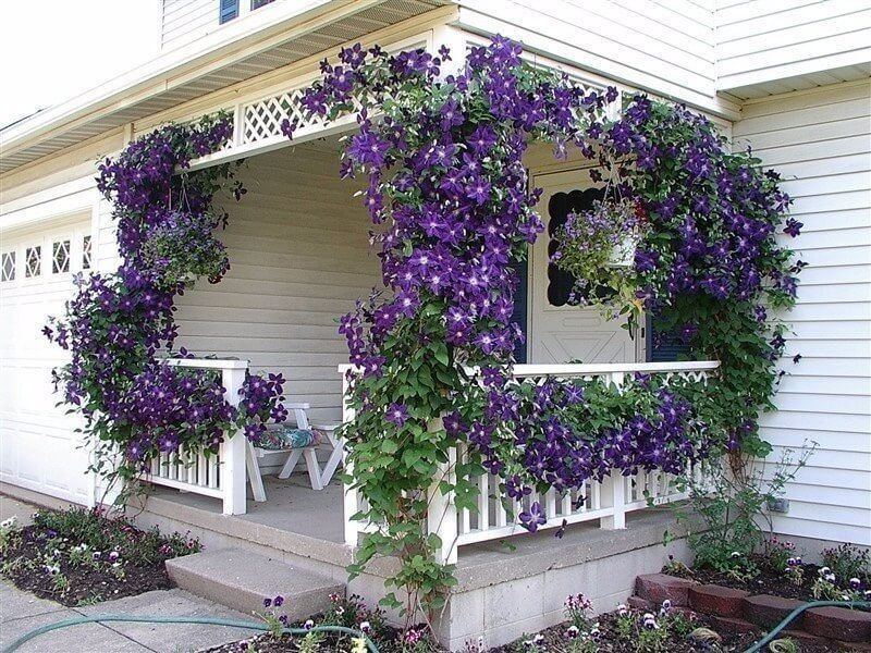 Curly morning glory on an open summer terrace