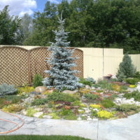 Blue spruce on a garden flower bed