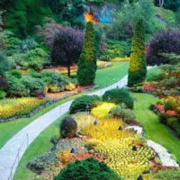 Garden with flowering plants