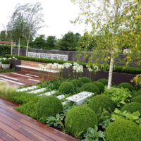 Spherical plants in a garden landscape