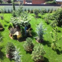 Young plants in a garden landscape