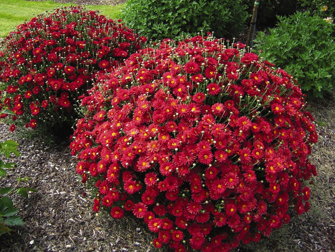 Chrysanthemums sfera di taman musim luruh