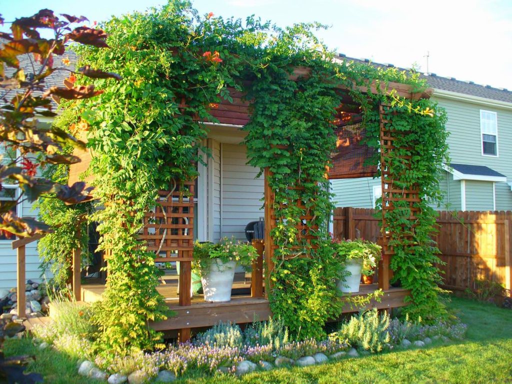 Outdoor terrace with climbing plants