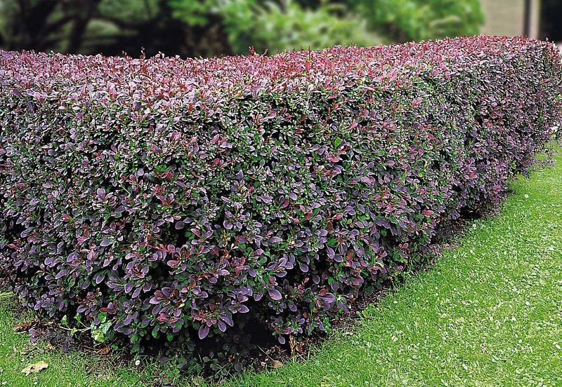 Variegated Barberry Leaves in Hedgerow