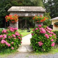 Pink hydrangeas on the sides of a garden path