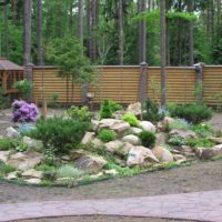 Alpine slide with coniferous plants