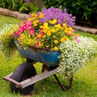 Old car in the role of a garden flower bed