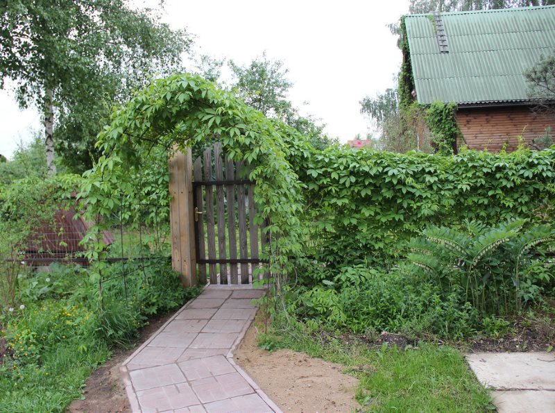 Making the wickets of the garden plot with the help of girl's grapes