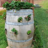 Vertical bed-barrel for wild strawberries