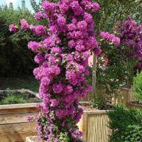 Vertical gardening of a small garden