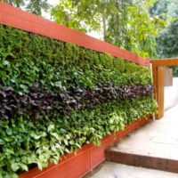 Living wall in the interior of the patio