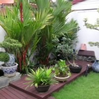 Southern plants in tubs on the summer terrace