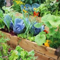 Wooden flower boxes instead of garden beds