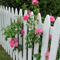 Rose bush berhampiran pagar kayu putih