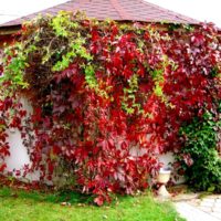 Girl's grapes on the garden gazebo